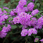 2 Trailing Lavender Lantana Plants Live, Colorful Perennial, Long-Blooming and Very Hardy, Size 5 to 12 Inches in Tall, Well-Rooted, Outdoor Planting