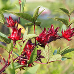 2 Sabdariffa Red Roselle Hibiscus Plants Live in 4 Inch Pot, Red Sorrel Jamaica Live Plant 4-7 Inch Tall, Roselle Hibiscus Flowers