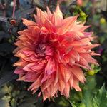 Purple Pink Dahlia Clump, Vibrant Purple Blooms, Summer Flowering Perennial, Dahlia Flowers for Indoor Outdoor Growing