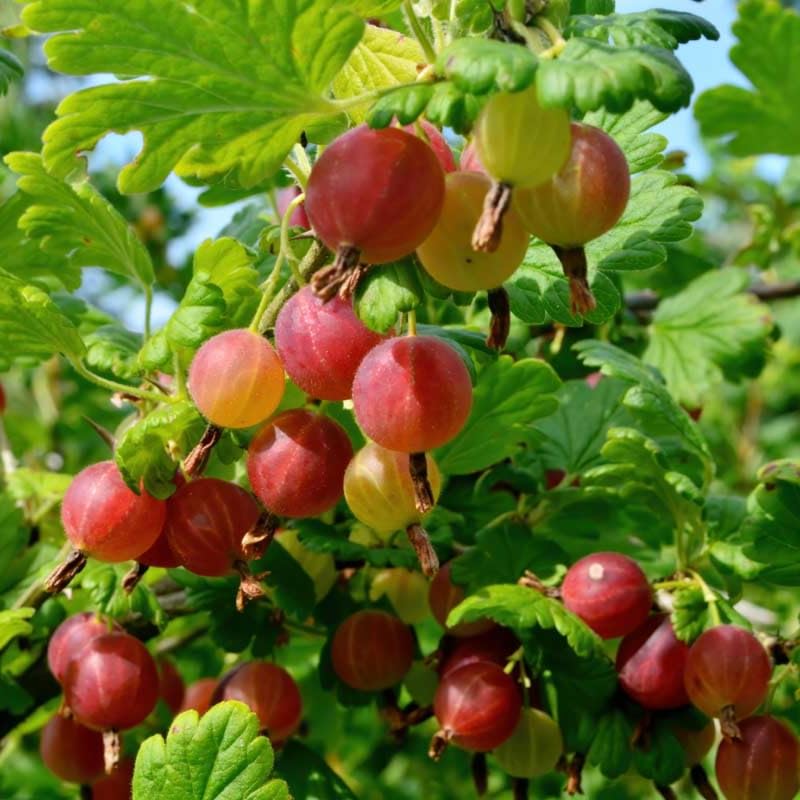 Gooseberry Bush Live Plant, 5-10 Inch Tall, Gooseberry Plant Live for Growing, Gooseberry Tree Live Plant (Sweet Gooseberry)