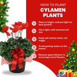 2 Red Cyclamen Plants Live in 4" Pot, Already Bloom in Vibrant Color, Easy to Care for Indoor or Garden Flowering Houseplant