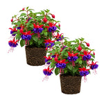 Set 2 Purple Fuchsia Plants Live 2-5 Inches Tall, Colorful Hanging Flower Plants for Patio, Garden and Containers