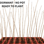 Combo 20 North Privet Hedge Trees, 1-1.5 Feet Tall Ligustrum Live Plants Shrubs, Dormant and Bare Roots, Privacy Hedges