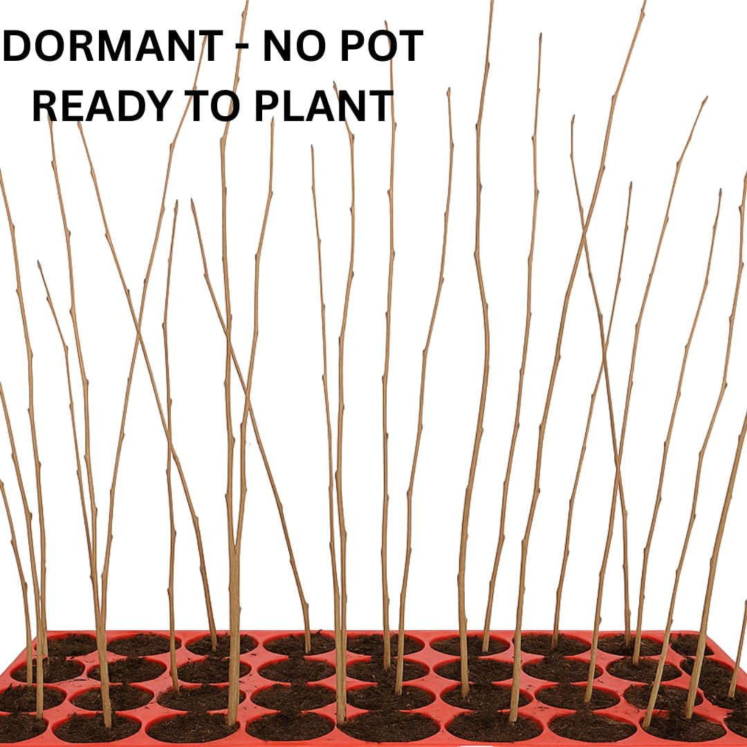 Combo 20 North Privet Hedge Trees, 1-1.5 Feet Tall Ligustrum Live Plants Shrubs, Dormant and Bare Roots, Privacy Hedges