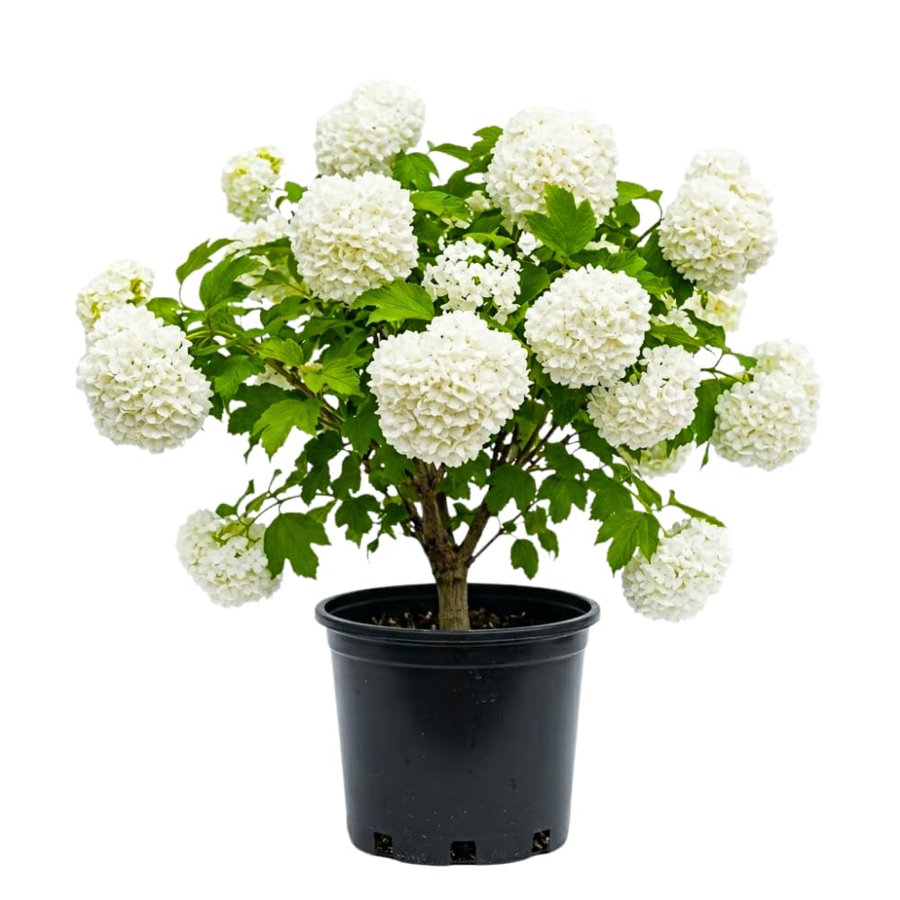 Snowball Viburnum Plant, Viburnum Plant Live, White Bloom, 10-12 Inches Tall, Snowball Shrubs for Landscape and Outdoor Garden