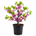 Red Bud Tree Plant in Quart Pot, 1 Year Old Redbud Tree Live Plant, Pink Purple Blooms for Planting, Winter Dormant