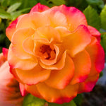 Gold Orange Rose Climbing Live Starter Plant, Fragrant Climbing Rose for Planting Outdoor, No Pot, 5-9" in Tall