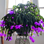 Christmas Cactus Plants Live, Thanksgiving Cactus Easter Cactus Like, 4-8 Inc Tall, Cold Hardy, Holiday Cactus for Indoor Outdoor Planting, Starter Size (Purple)