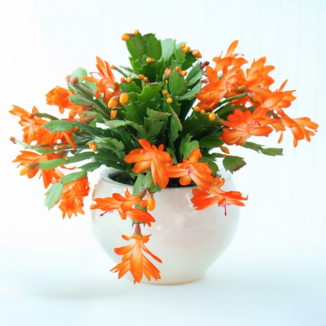 True Thanksgiving Cactus Plant Live in 4" Pot, Ready to Bloom, Holiday Christmas Cactus Plants Live, Vibrant Blooms (Orange)