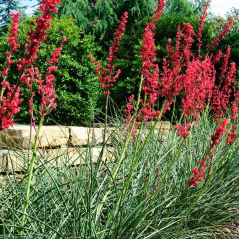 2 Pots of Red Yucca Live Plants, 4-8” Tall Yucca Plants Live Succulent in 4" Pots, Outdoor Plant for Garden, Patio, Rock Garden
