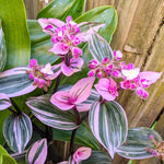 Pink Wandering Jew Plant 3.25 Inc Pot, Variegated Tradescantia Indoor Houseplant, Easy Care