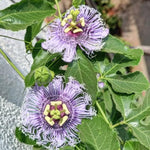 Passion Flower Plant Live, 5 to 8 Inch Tall Passiflora Vine, Fragrant Climbing Plant for Garden or Trellis, No Pot, Well-Rooted (Light Purple Passion Flower)