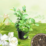 3 Climbing Jasmine Live Plants for Indoor Outdoor Planting, Orleans Sambac Jasmine Plants Live, Fragrant, 5-8" in Tall, Hardy
