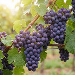 8 Purple Blue Grape Vine Cuttings, 8-12 Inches, Sweet Grape Fruits for Garden Planting, Outdoor Climbing Fruit Vine