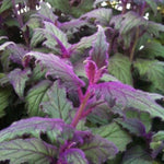 Purple Passion Velvet Plants Live, 4-7 Inc Tall, Gynura Aurantiaca Houseplant, Vibrant Purple Velvet Foliage for Indoor Decor