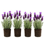 4 Spanish Lavender Plants Live, Fragrant Lavender Herb for Garden, Patio Containers and Indoor Décor, 4-7 Inches Tall