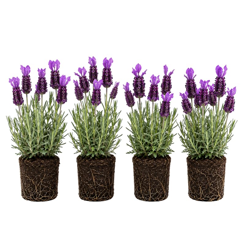 4 Spanish Lavender Plants Live, Fragrant Lavender Herb for Garden, Patio Containers and Indoor Décor, 4-7 Inches Tall