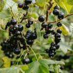 Currant Tree Live Plant for Growing, 1 Year Old, Currant Berries Fruit Tree, Currant Plant Live for Planting Your Garden, Currant Bush Live (Black Currant)
