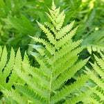 20 Cinnamon Fern Bare Roots, Fern Live Plants Indoor, 3 to 4 Inches Tall, Gardening Growing