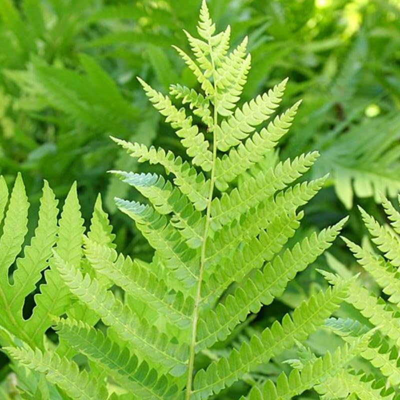 20 Cinnamon Fern Bare Roots, Fern Live Plants Indoor, 3 to 4 Inches Tall, Gardening Growing