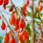 Live Goji Berry Plant, 4-8 Inches Tall, Goji Berry Plant Live, Well Rooted Berry Bush for Backyard and Home Gardens