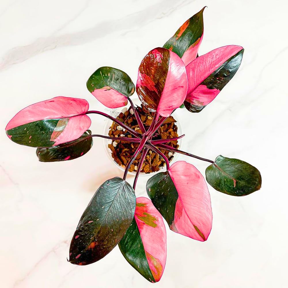 Variegated Philodendron Live Plant 4-8 Inches, Rare Indoor Houseplants for Container Growing (Pink Variegated Philodendron)