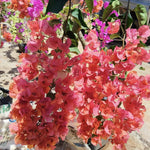 2 Glow Bougainvillea Plants Live, Flowering Bougainvillea Vine for Outdoor Garden or Trellis, 5-9 Inch Tall, Very Hardy