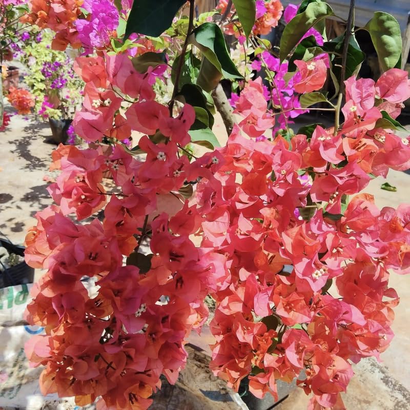 2 Glow Bougainvillea Plants Live, Flowering Bougainvillea Vine for Outdoor Garden or Trellis, 5-9 Inch Tall, Very Hardy