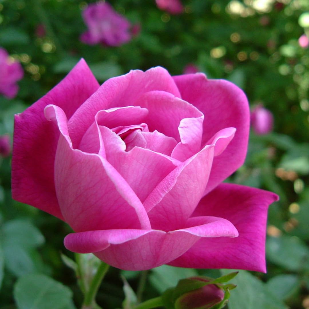 Rose Live Plant for Planting, Rose Bush Ready to Plant, 5-8 Inch Tall, Fragrant Rose Flowers (Pink)