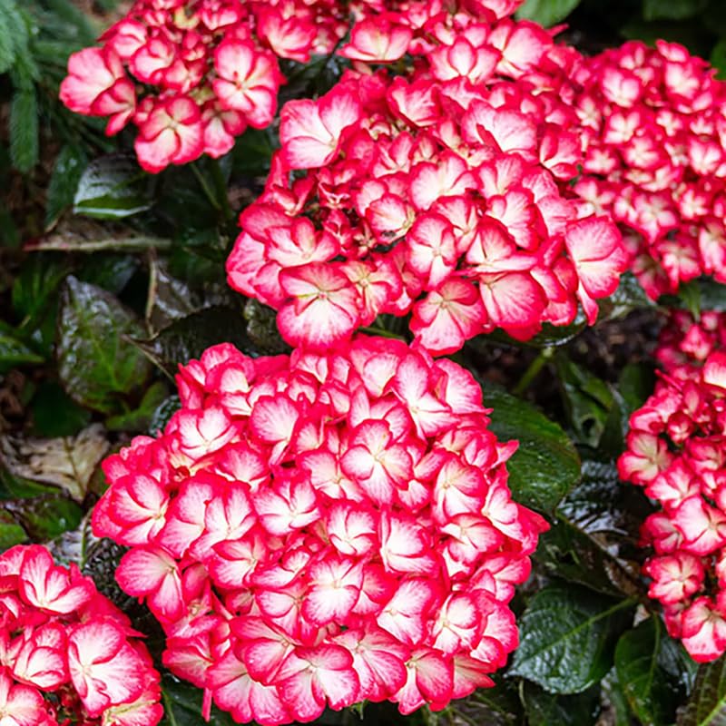 Hydrangea Plant Live, Reblooming Hydrangea Flowers Well-Rooted, Hardy Bush Shrub, 5-9" Tall, Vibrant Shades (Pink White)