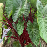 Colocasia Live Plant, 4-8'' Tall, Elephant Ear Plant, Esculenta Taro Alocasia Housplant, Indoor Outdoor Planting (Red Stem)