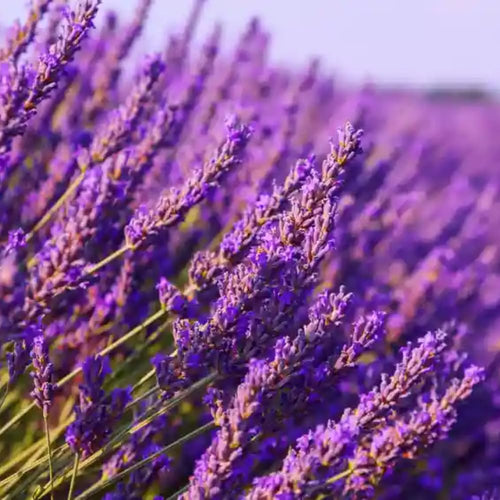 2 Lavender Plants Live Indoors, 4-8" Tall, Lavandula Perennial Flower Plants for Planting Outdoors Home Garden (Phenomenal Lavender)
