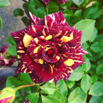 Rose Plant Live, Rose Bush Live Plant, Fragrant Flowers Ready to Plant, 5-9 Inch Height, Well-Rooted, No Pot (Stripe Rose)