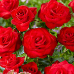 AVERAR Combo 6 Red Don Juan Rose Cuttings, 5–8 Inch Long Starter Cuttings for Planting, Rose Bush Flower Plant for Garden Outdoor Growing