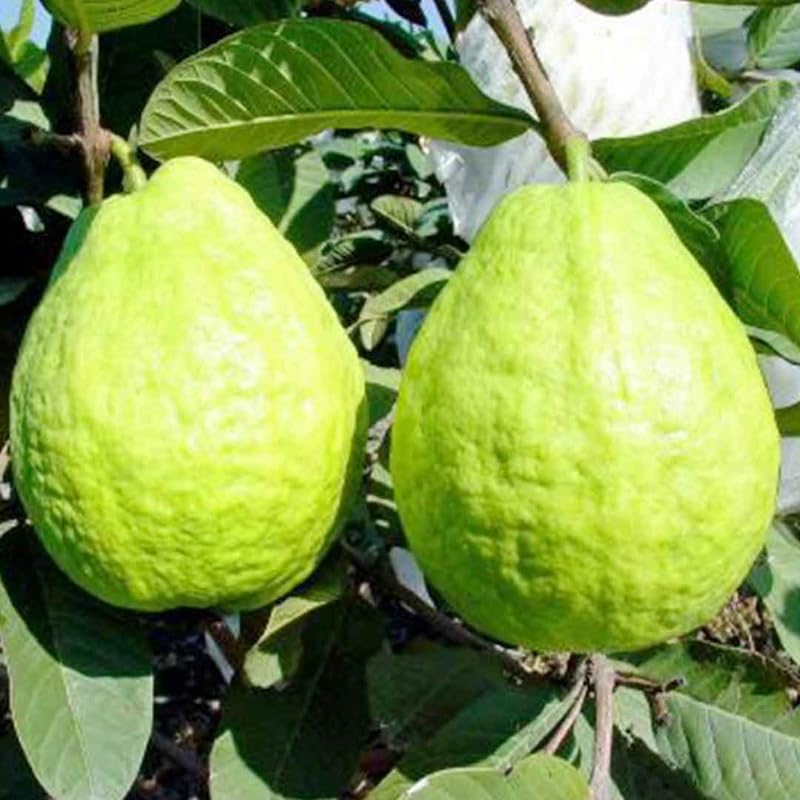 Set 4 Guava Live Plants, Guava Trees, White Guava Trees Live Plant, 4"-8" in Tall, Guava Trees Plant Live in 4" Pot, Guava for Gardening