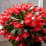 Christmas Cactus Plant Live, Starter Holiday Thanksgiving Cactus Plant for Indoor Outdoor Houseplants, Fasle Easter Cactus Plants Like, Cold Hardy, 5-9" in Tall (Red)