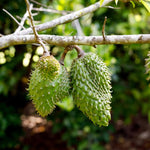 Soursop Tree Live Plant, Soursop Plant Live, Guanabana Tree Live Plants, 5 to 9 Inc Tall