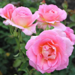 Rose Plant Live, Rose Bush Live Plant, Fragrant Flowers Ready to Plant, 5-9 Inch Height, Well-Rooted, No Pot (Rare Pink Rose)