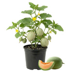 2 Live Melon Plant Per Pot, 3–5 Inch Height, Sweet Melon Fruit Vine Plant for Home Gardening