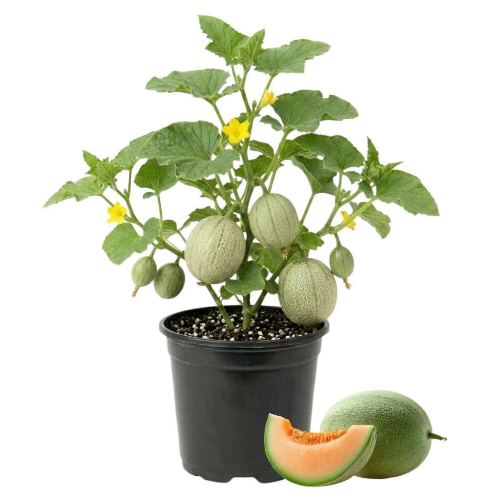 2 Live Melon Plant Per Pot, 3–5 Inch Height, Sweet Melon Fruit Vine Plant for Home Gardening