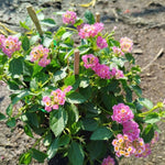 2 Lantana Plants Live, Lantana Live Plants for Planting Outdoors, Trailing Lantana Plants Live, 5 to 7 Inc Tall (Rose)
