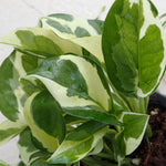 Pothos Live Plant, Live Pothos Plant, 4 to 6 Inches, House Plants Live for Growing Indoor and Outdoor, 4 Inc Potted (Variegated)