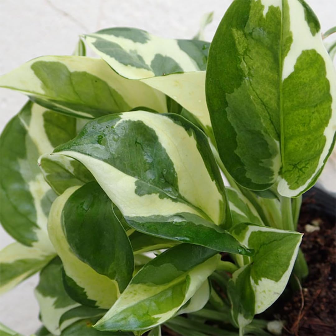 Pothos Live Plant, Live Pothos Plant, 4 to 6 Inches, House Plants Live for Growing Indoor and Outdoor, 4 Inc Potted (Variegated)