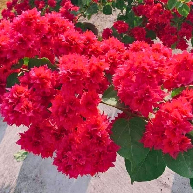Set 2 Double Red Bougainvillea Live Plants 4-7 Inches Tall, Vibrant Bumgainvillea Flowering Vines for Garden, Patio Containers and Indoor Growing