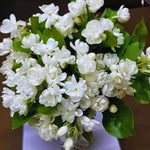 2 Packs of Jasmine Plant Indoor Live, Maid of Orleans Sambac Jasmine Flower Plant