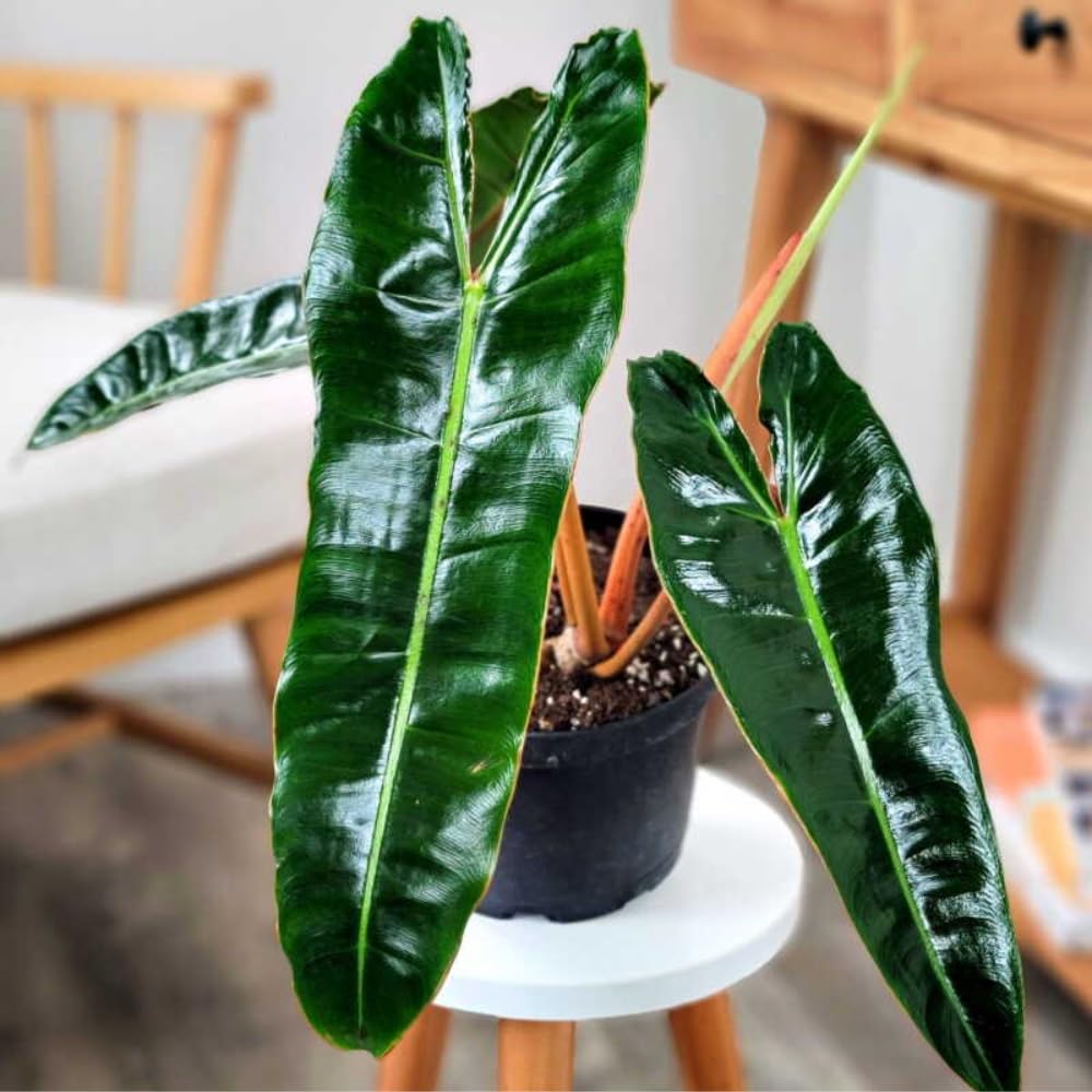 Billietiae Philodendron Plant Live, Rare Tropical Variegated Live Indoor Houseplant, Starter Plants No Pot, 5-9" in Tall