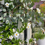 4 White Mandevilla Plants, Flowering Mandevilla Vine, 4-6” Tall,Trailing Outdoor Plant for Trellises, Hanging Baskets, or Pots