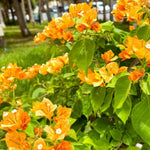 Combo 2 Bougainvillea Plants Live Trees, Outdoor Bougainvillea Plant for Trailing Flowering Vines or Bush Tree, 5-10” Tall, Well-Rooted Bougainvillea Yellow