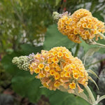 AVERAR 6 Months Old Yellow Butterfly Bush Live Plant, Butterfly Bushes Ready to Plant Outdoor, Buddleia Plant Bush Shrub 5-7 Inches Tall, No Pot