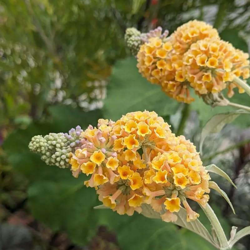 AVERAR 6 Months Old Yellow Butterfly Bush Live Plant, Butterfly Bushes Ready to Plant Outdoor, Buddleia Plant Bush Shrub 5-7 Inches Tall, No Pot